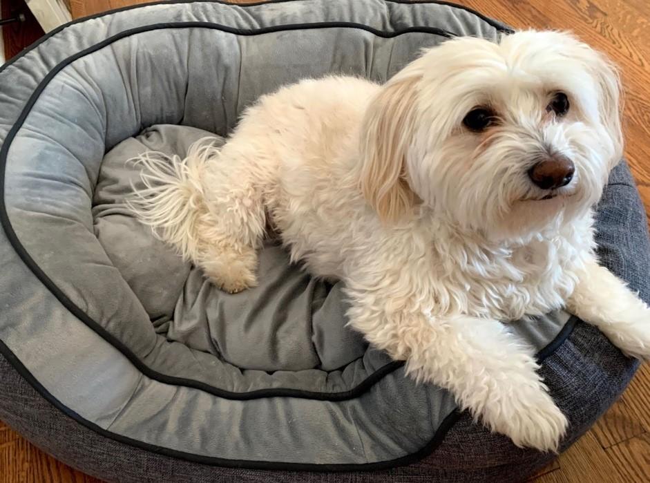 Adorable white fluffy dog sitting on a dog bed